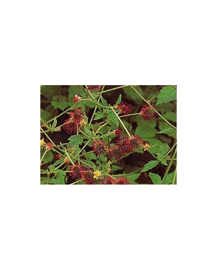 Cariofillata-Geum urbanum radice