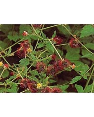 Cariofillata-Geum urbanum radice