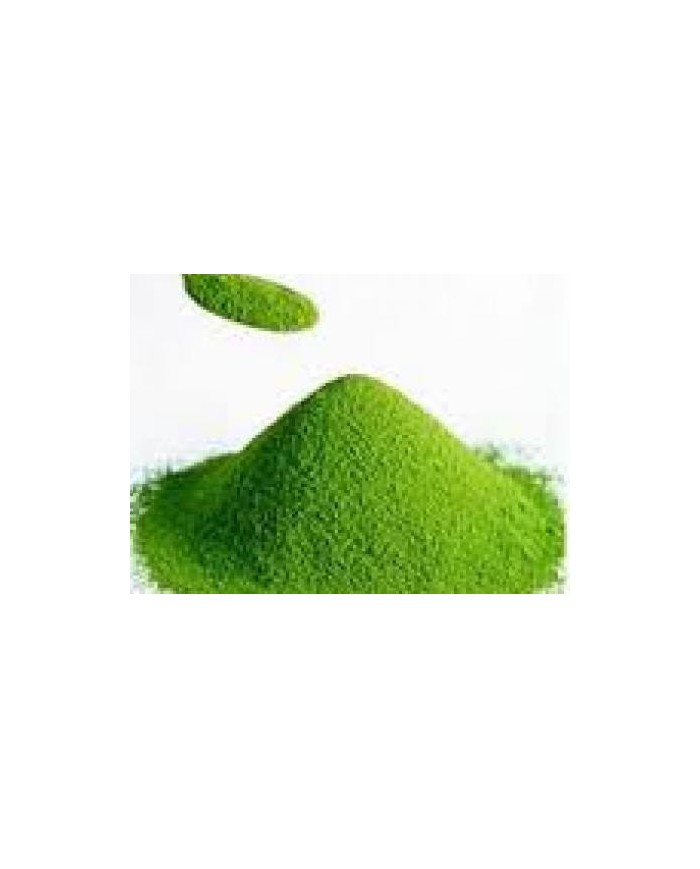 Chlorella alga  polvere