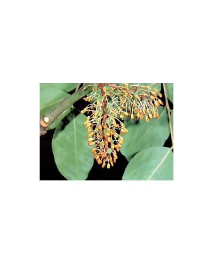 Carruba taglio tisana o polvere