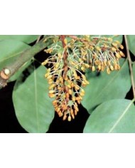 Carruba taglio tisana o polvere