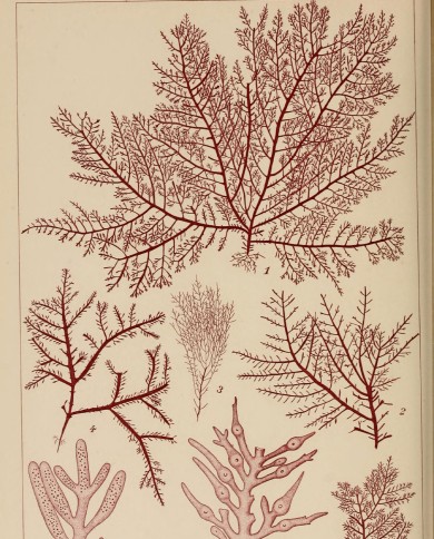 Agar agar polvere fine