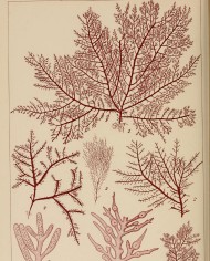 Agar agar polvere fine