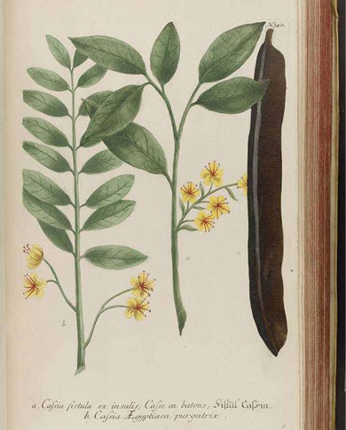 Cassia in canna intera