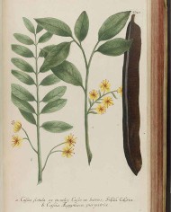 Cassia in canna intera