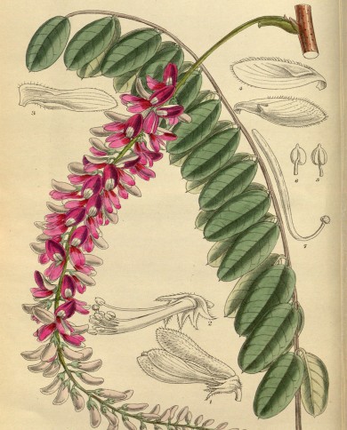 Indigofera polvere Iran