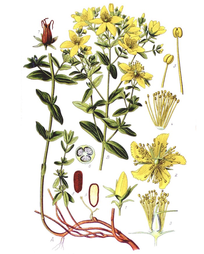 Indigofera polvere Iran