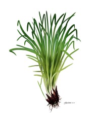Lemongrass citronella
