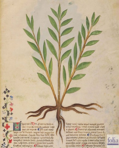 Liquerizia taglio tisana