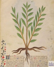 Liquerizia taglio tisana