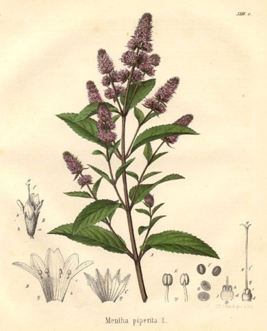 Menta piperita