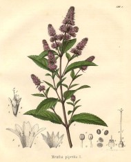 Menta piperita