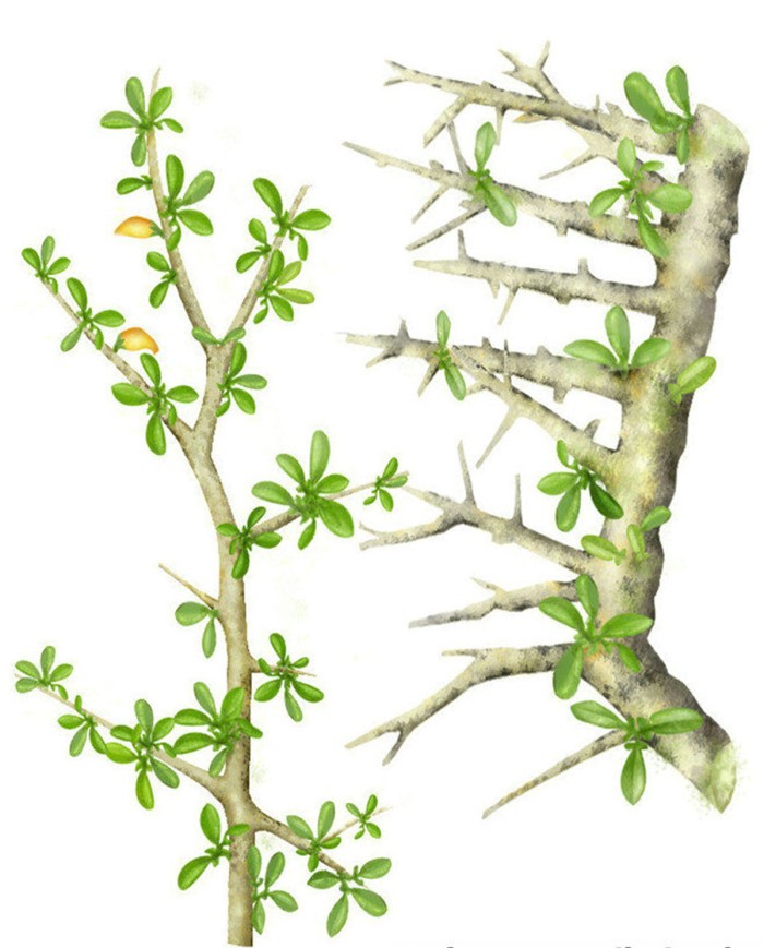 Mirtillo  foglia Mirtillo  foglia