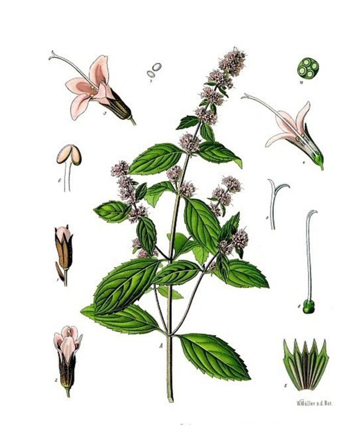 Menta piperita
