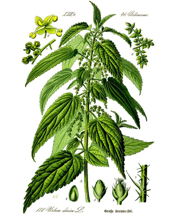 Orthosiphon Orthosiphon