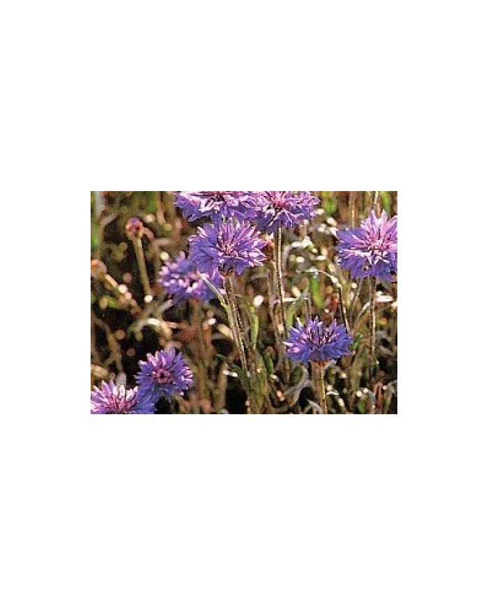 Centaurea minore