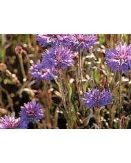 Centaurea minore