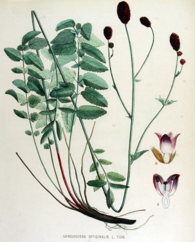 Sanguisorba - Pimpinella