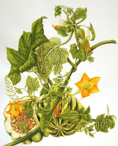 Zucca semi decorticati BIO 200 g. Zucca semi decorticati BIO 200 g.