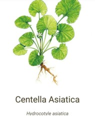 Centella asiatica