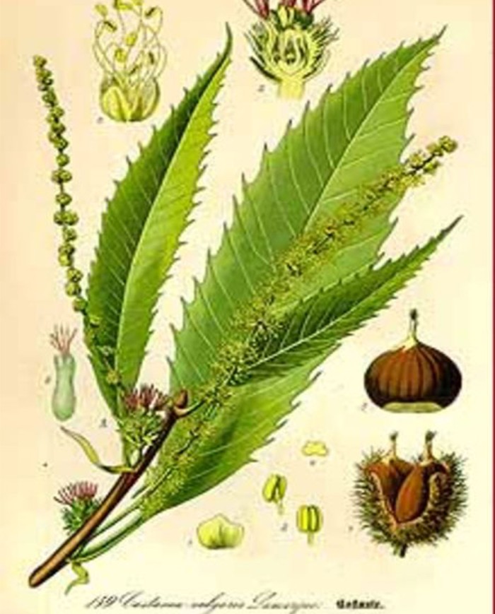 Cassia in canna intera