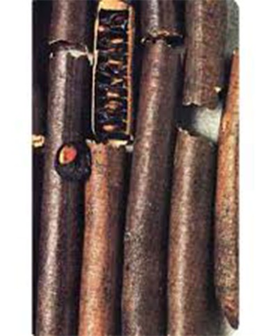 Cassia in canna intera