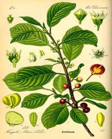 Cascara sagrada