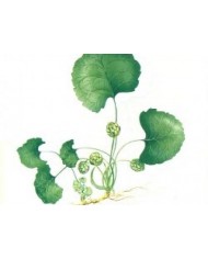 Centella asiatica