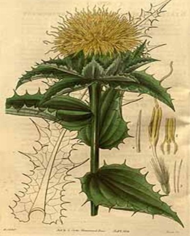 Cartamo fiore o Zafferano americano