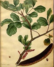 Carruba taglio tisana o polvere