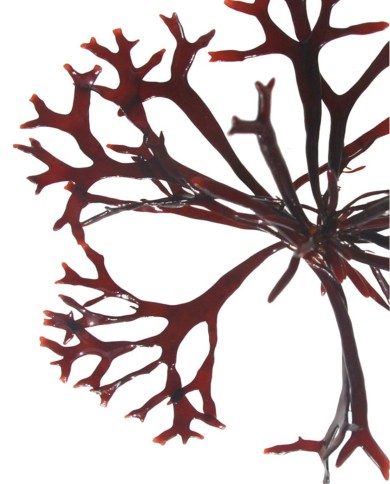 Alga Carragen