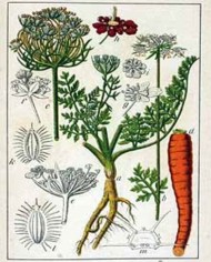 Carota semi