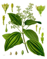 Cannella ceylon polvere fine