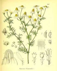 Camomilla romana