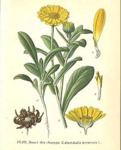Calendula Calendula