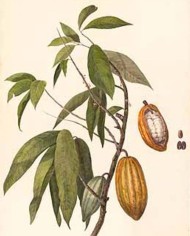 Cacao polvere