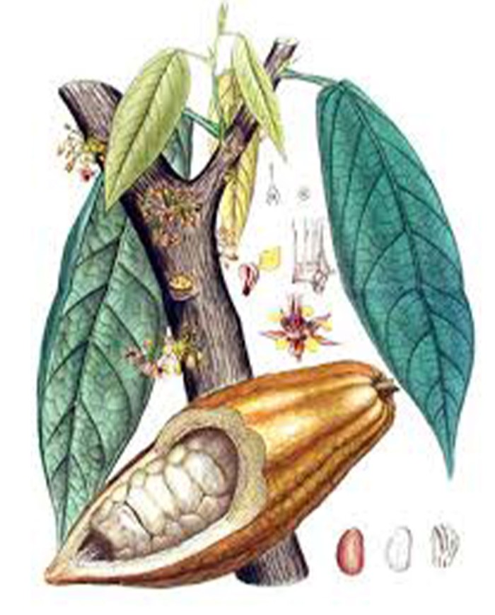 Cacao polvere