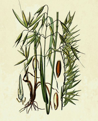 Avena BIO seme decorticato