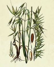 Avena BIO seme decorticato