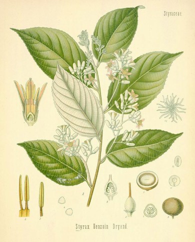 Benzoino Sumatra  resinoide