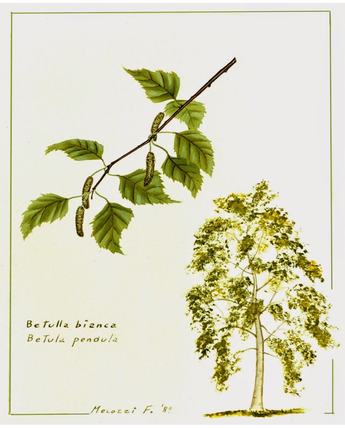 Betonica  erba Betonica  erba