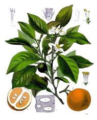 Arancio amaro scorza