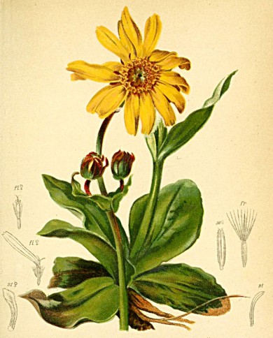Arnica