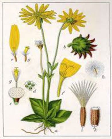 Arnica polvere