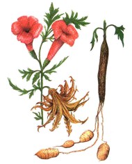 Artiglio del diavolo