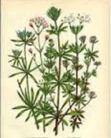 Asperula odorosa