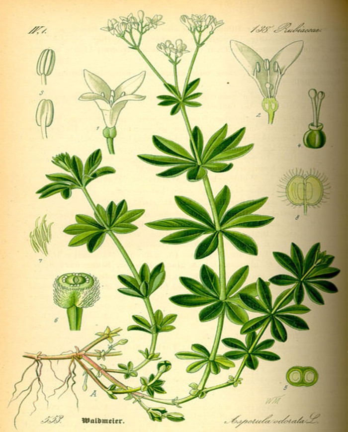 Asperula odorosa
