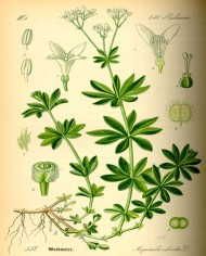 Asperula odorosa