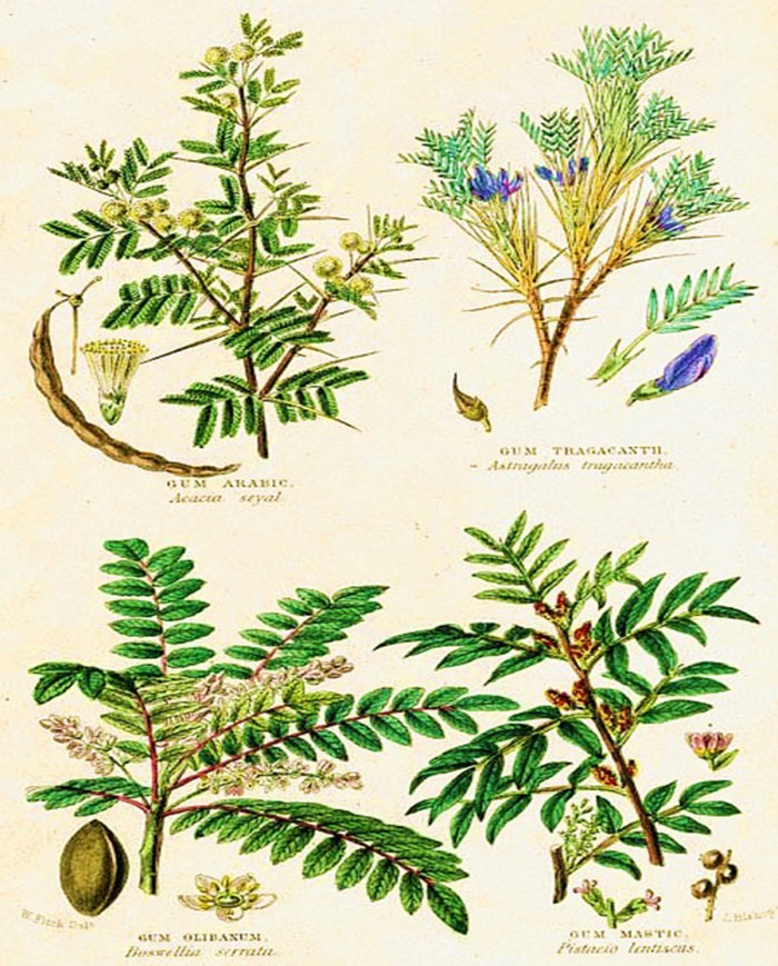 Gynostemma Pentaphyllum (Tè Quiba)