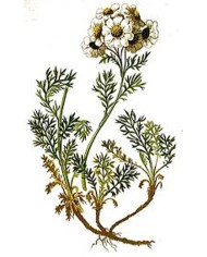 Achillea moscata
